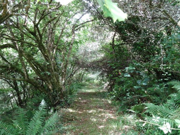 Badger Cottage, Cornwall