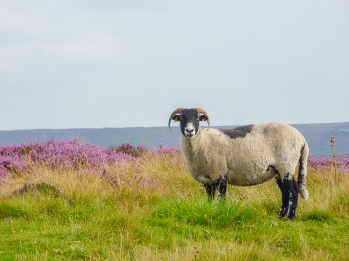 Foxhunter Cottage, North Yorkshire