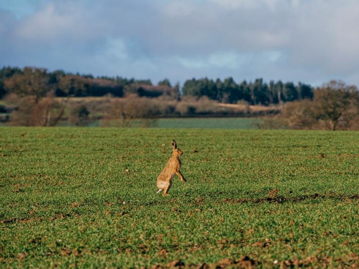 The Haughmond, Shropshire