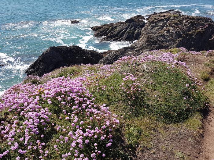 Cottage View, Devon