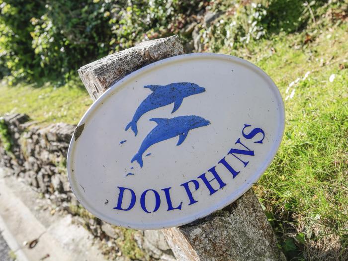 Dolphins, Salcombe