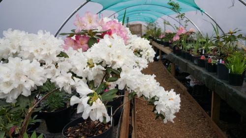 Wendron Plant Nursery Lettings