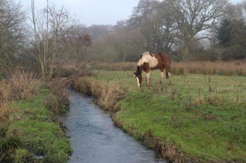 Mill Stream Yurt