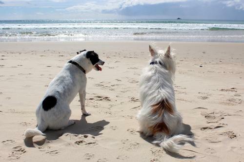 Beachcomber Seafront Pet Friendly Cottage